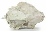 Fossil Oreodont (Leptauchenia) Partial Skull - South Dakota #355963-5